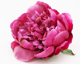 The Fuchsia Peony